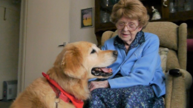 Illustration : Les visites d’une Golden Retriever permettent à son amie octogénaire de rompre la solitude et de satisfaire son amour pour les chiens