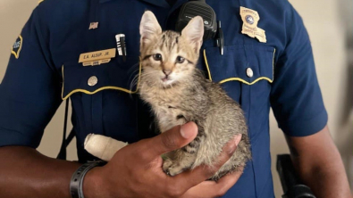 Illustration : Des policiers portent secours à un chaton bloqué sur un pont et blessé, l'un d'eux en tombe amoureux