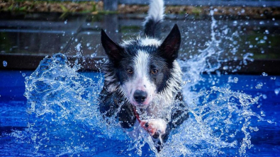 Illustration : 12 photos d'un Border Collie qui n'est jamais aussi joyeux que lorsqu'il se baigne