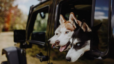 Illustration : 20 chiens qui ne cachent pas leur bonheur d'être en voiture