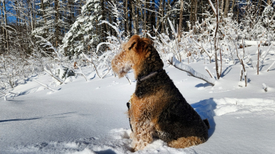 Illustration : 20 photos montrant pourquoi l'Airedale est le "Roi des Terriers"