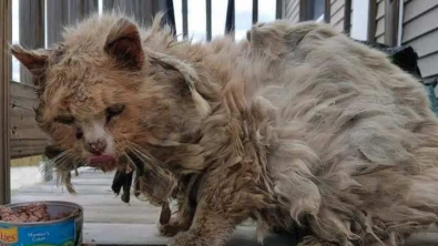 Illustration : Un chat errant sénior découvert dans un état catastrophique et malade vit une transformation à peine croyable