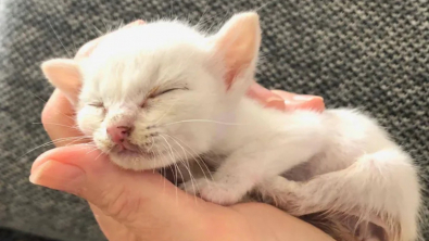 Illustration : Abandonné par sa mère et trop petit pour son âge, un chaton rassemble toutes ses forces et son courage pour survivre