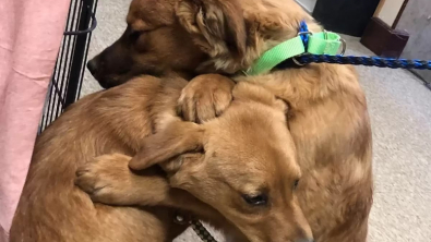 Illustration : Un chiot et sa sœur venant d’être sauvés d’une famille négligente se câlinent pour se réconforter