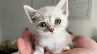 Illustration : "Vidéo : Depuis que ces 3 chatons malades ont été découverts sous une maison, leur vie a complètement changé !"