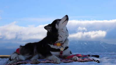 Illustration : 11 photos racontant l'histoire de Maya, chienne handicapée et traumatisée ayant retrouvé l'espoir