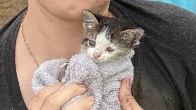 Illustration : "Un chaton perdu dans les égouts retrouvé grâce à l'effort collectif et au courage d'une bénévole (vidéo)"