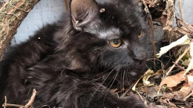 Illustration : "Ce chaton s’est métamorphosé après avoir été retrouvé caché sous un tas de feuilles mortes"