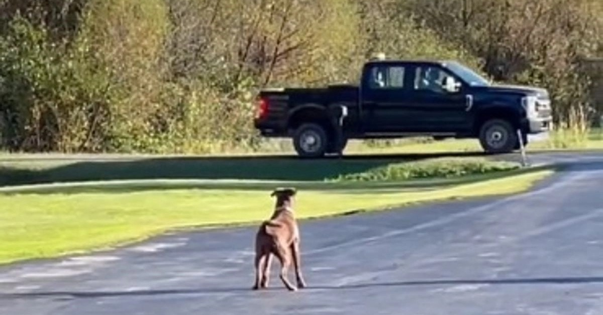 Vidéo : Reconnaissante d'avoir été sauvée, cette chienne attend