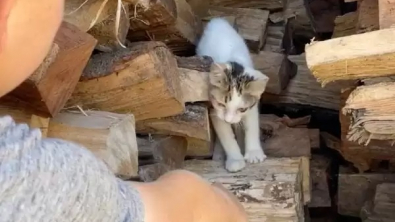 Illustration : "Deux enfants tombent nez à nez avec un chaton caché dans un tas de bois de leur cour"