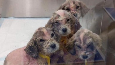 Illustration : "De la misère à l'amour : 6 chiots abandonnés deviennent de magnifiques Chiens de montagne des Pyrénées"