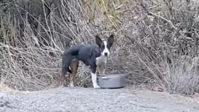 Illustration : La puce d'un chien découvert seul en forêt leur fait une révélation déchirante et les pousse à tout faire pour l'aider à revivre