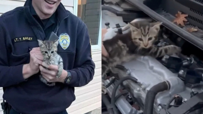 Illustration : "Un homme découvre 2 chatons nichés sous le capot de sa voiture et toute sa famille finit par tomber amoureuse d’eux"