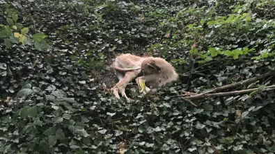 Illustration : "Lors d’une promenade, une personne découvre un chien affamé abandonné dans les bois"