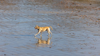 Illustration : "Un chien affolé attire les sauveteurs vers sa maîtresse, laquelle s’est effondrée sur la plage"