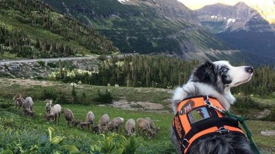 Illustration : "Une Border Collie devient gardienne de la sécurité dans un parc national et prend son rôle très à cœur"