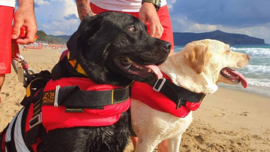 Illustration : "Un binôme compétent de secouristes canins vole au secours d’une adolescente piégée par les vagues"