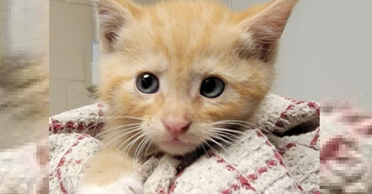 Des Bénévoles Se Mobilisent Pour Secourir Un Chaton Piégé Par La ...