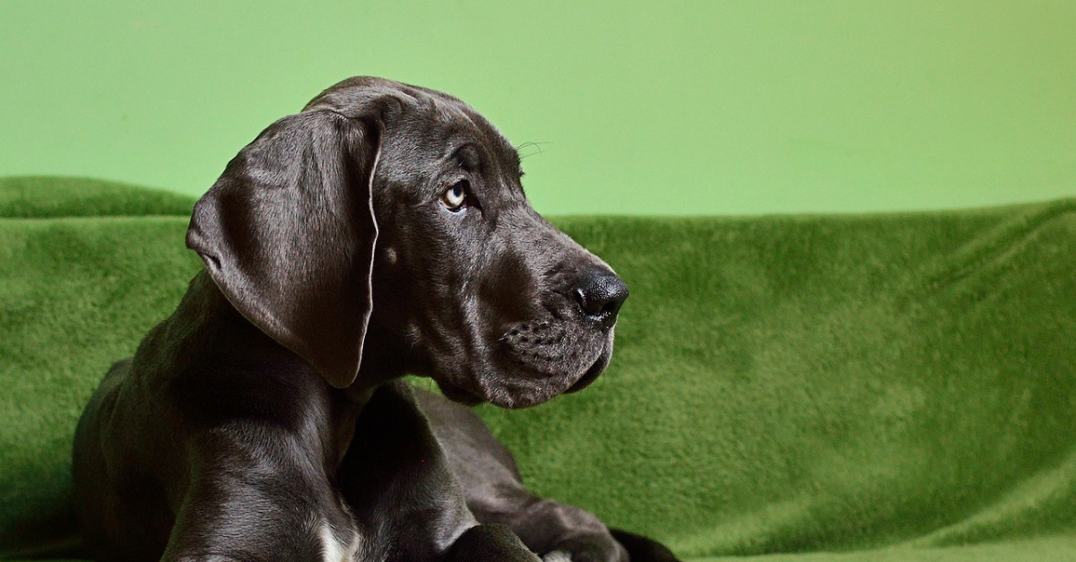 noms de races de chiens géants