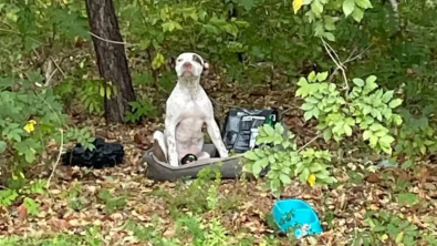 Illustration : Un chiot à la patte cassée est retrouvé abandonné dans la forêt avec toutes ses affaires autour de lui