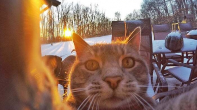 Illustration : 20 photos déconcertantes signées Manny, le chat pro du selfie