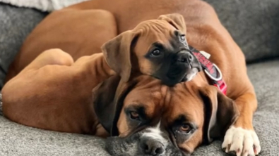 Illustration : "Après le décès de sa fidèle amie canine, ce Boxer trouve du réconfort auprès de la nouvelle chienne du foyer"