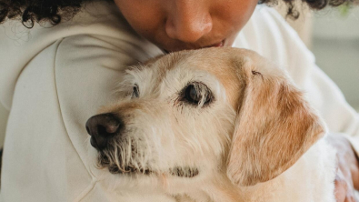 Illustration : "Près de la moitié des propriétaires de chien souffriraient d’anxiété de séparation quand ils quittent leur animal de compagnie"