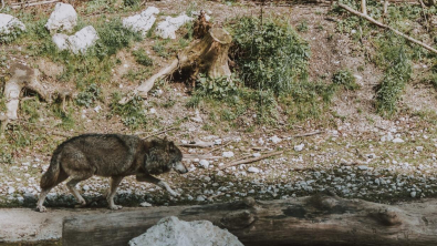 Illustration : "Les chiens descendraient d’au moins 2 populations de loups bien distinctes, selon une étude récente"