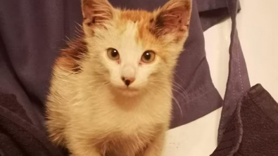 Illustration : "Un chaton curieux embarque sur un navire marchand et traverse la Méditerranée pendant 3 jours"