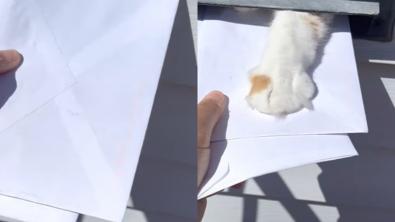 Illustration : "Le facteur ne peut déposer le courrier sans que ce chat intervienne pour lui bloquer le passage avec sa patte (vidéo)"