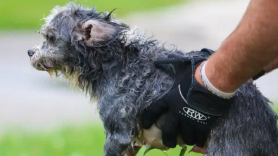 Illustration : Des pompiers viennent en aide à un chien piégé dans une rivière depuis 30 minutes (vidéo)