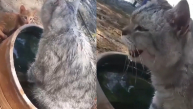 Illustration : "Souffrant d’un gros coup de chaleur, cette chatte plonge dans une gamelle d’eau et interpelle un résident"