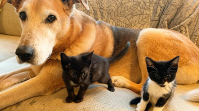 Illustration : "Cette chatte, réticente à l’idée qu’un chien approche ses petits, a progressivement baissé sa garde"