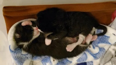 Illustration : "L'amour fraternel entre deux chatons les aide à surmonter l'épreuve d'être jetés dans une benne à ordures"