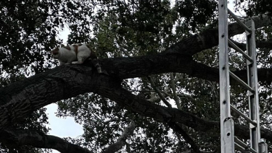 Illustration : "L'aventure rocambolesque de Sam, un chat roux et blanc bloqué dans un arbre géant jusqu'à l'intervention des pompiers"