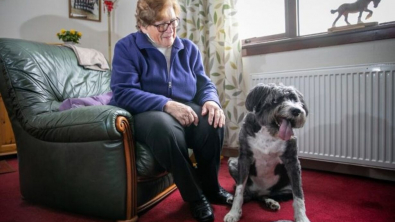 Illustration : "Un chien s’affole en voyant sa voisine de 91 ans étendue sur le sol et alerte sa propriétaire"