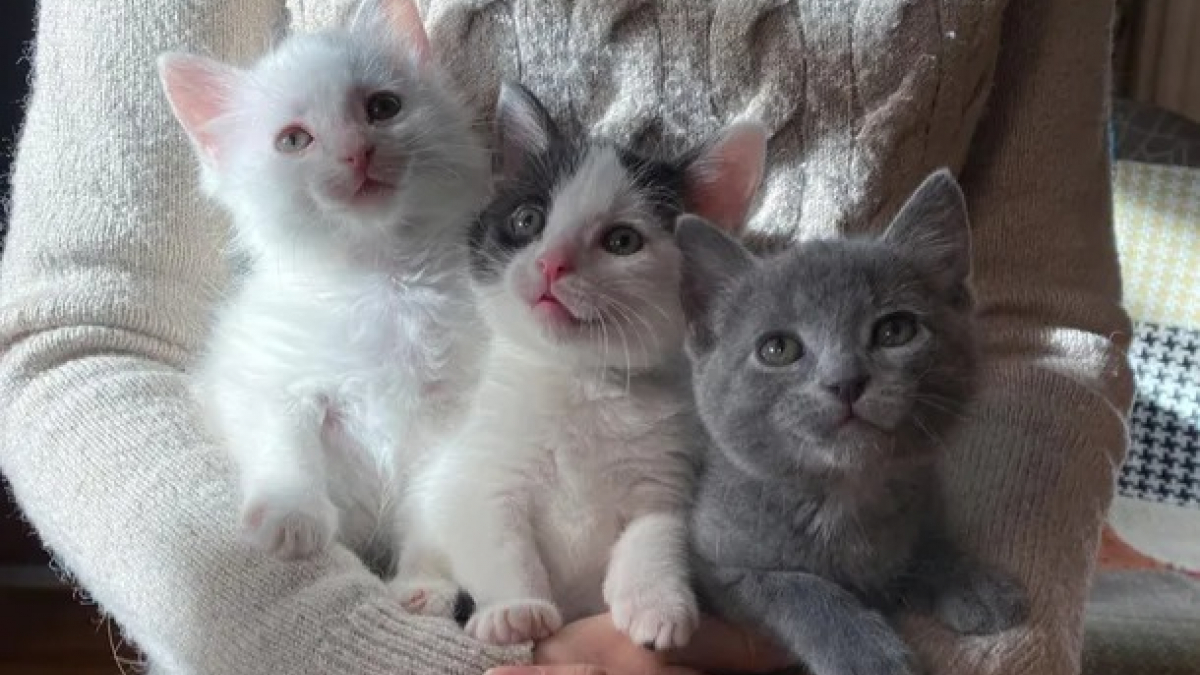 https://www.pets-dating.com/assets/img/002/023/1200x675/une-portee-de-chatons-orphelins-retrouve-le-sourire-apres-un-debut-de-vie-tres-complique.jpg