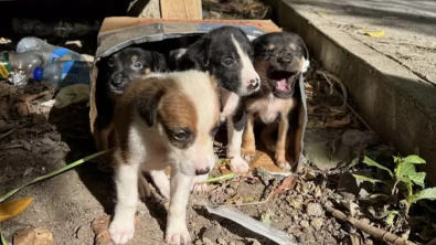 Illustration : "Le sauvetage in extremis de 5 chiots abandonnés dans une boîte à côté des poubelles (vidéo)"