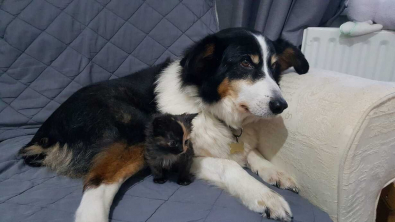 Illustration : "Une chienne altruiste en pleine bataille contre le cancer remporte le prix du meilleur animal de compagnie de l’année"