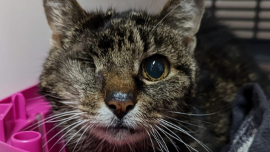 Illustration : Une chatte anglaise, borgne et âgée, se retrouve en Écosse après un périple dans le capot d’une voiture