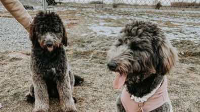 Illustration : "Une chienne et sa sœur sont heureuses de se retrouver après 3 mois de séparation (vidéo)"