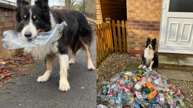 Illustration : "« Si un chien peut le faire, n'importe qui peut » : Scruff montre l’exemple en ramassant des bouteilles en plastique dans la rue"