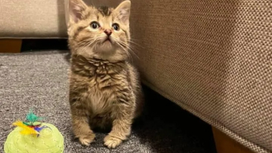 Illustration : "Découverte dans une écurie, cette chatonne aux pattes déformées se bat pour avoir une vie 