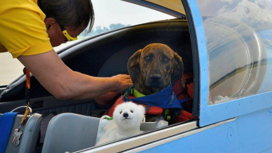 Illustration : "David Tan, ancien pilote militaire, transporte des animaux abandonnés vers leur nouvelle vie"