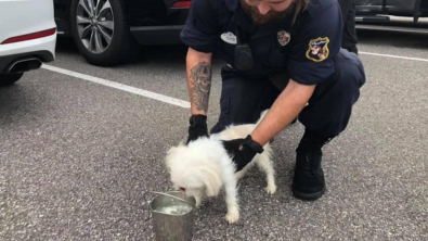 Illustration : Un chien retrouvé assoiffé dans une voiture, tandis que son propriétaire s’amusait à Disneyland 