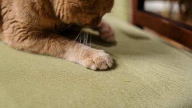 Illustration : "Un plombier découvre une dangereuse fuite de gaz grâce au comportement anormal du chat de la maison"