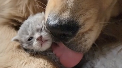 Illustration : "Dasher, le chien-nounou qui veille tendrement sur les chatons d'une maman fatiguée (vidéo)"