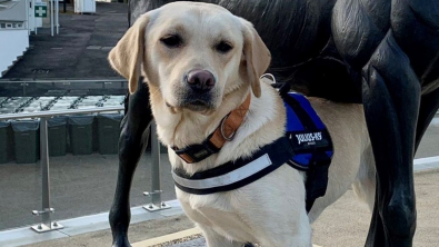 Illustration : La métamorphose de Bonnie, chienne négligée qui entame une carrière prometteuse dans la police