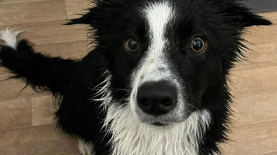 Illustration : L'amour pour les canards mène un Border Collie à risquer sa vie dans une rivière