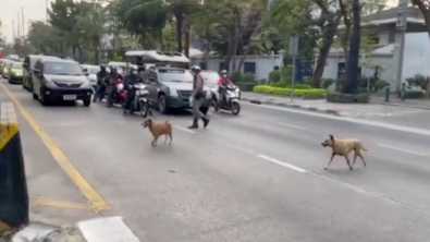 Illustration : Un policier arrête toutes les voitures pour assurer la traversée sécurisée de 2 chiens errants (vidéo)